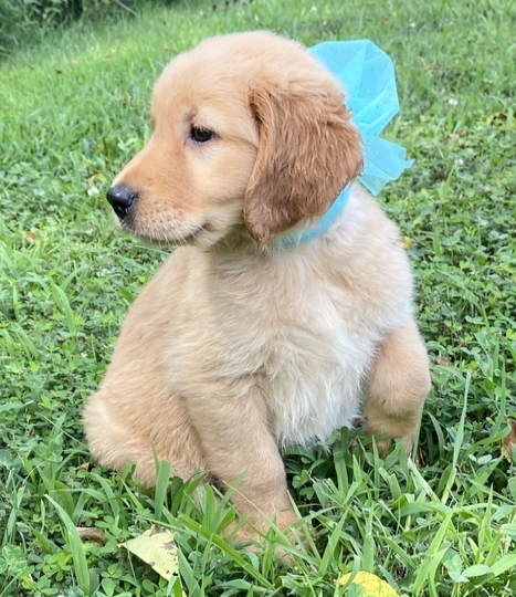 comprar cachorros sanos, baratos y asequibles para la venta